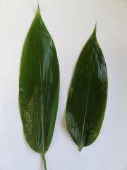 �ĺ��աʱ��Ҥ��˹񻺡����